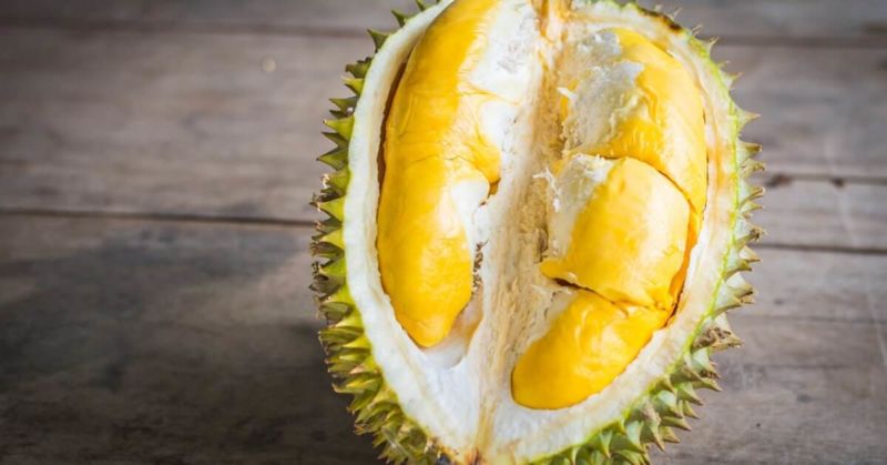 Jual Bibit Durian MusangKing Murah